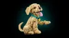 11384 - LEGO Icons - Golden retriever kutyus