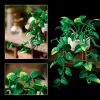 11512 - LEGO Botanicals - Szobai futóka