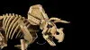 77985 - LEGO Jurassic World™ - Dinoszaurusz maradványok: Triceratops